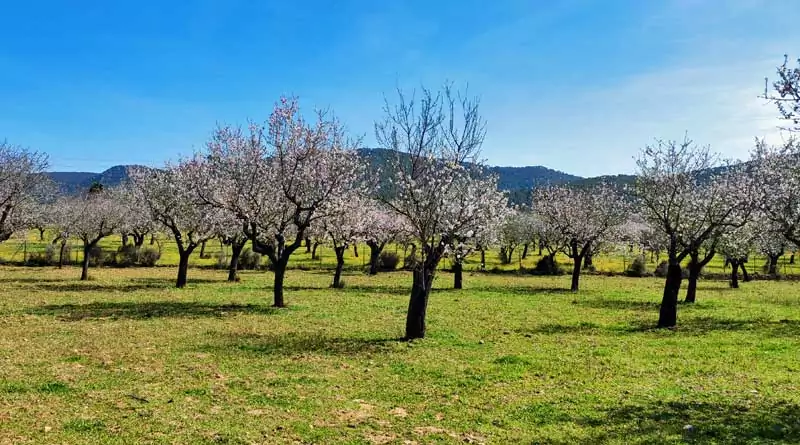 Mandelblüte auf Mallorca